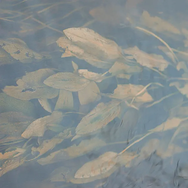 The Leechpool — Listening Mirror