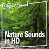 Forest Birds Sing and Chatter - Organic Sound