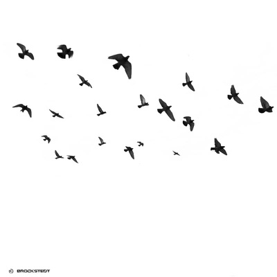 We Love Birds, Pt. 1