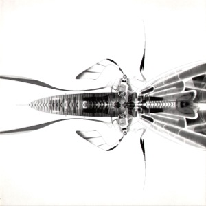 Mauver - EP