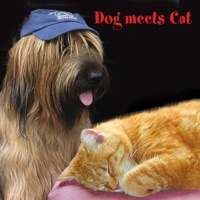 Dog Meets Cat - Single - Dog & Cat