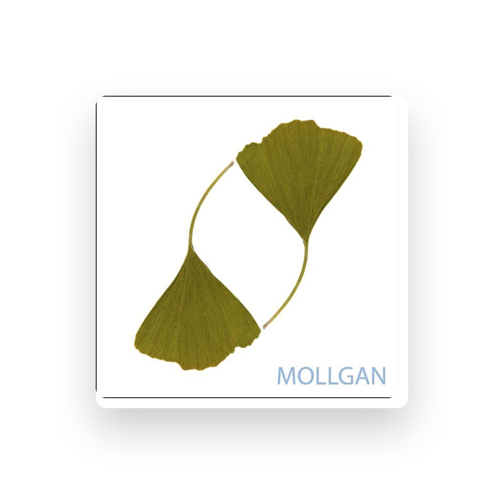 Фото Mollgan