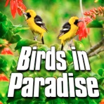Birds In Paradise (Nature Sound) - Single