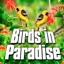 Birds In Paradise (Nature Sound) - Single