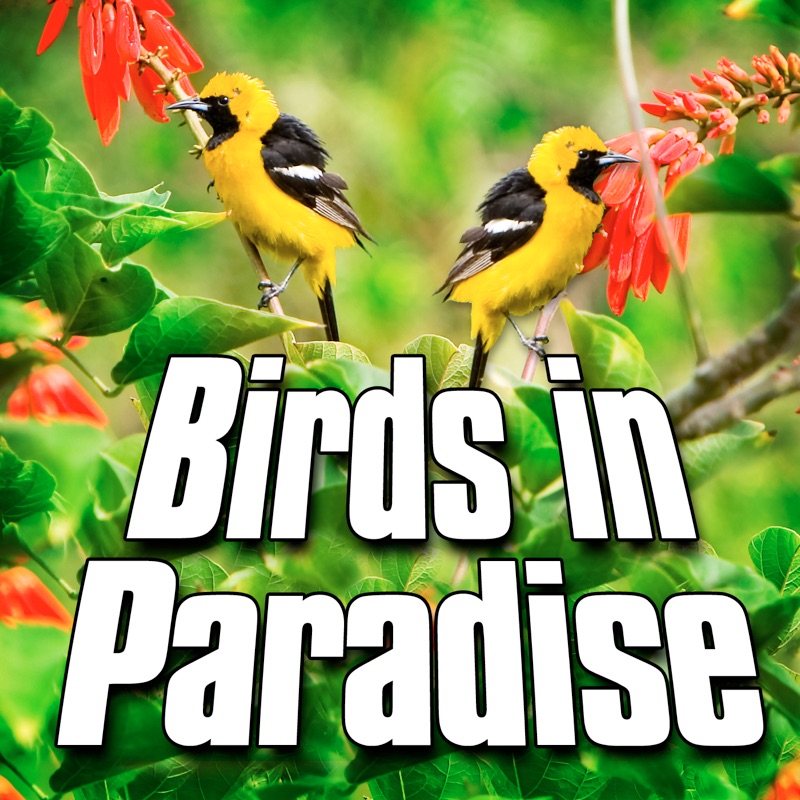 Birds In Paradise (Nature Sound) - Single