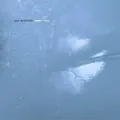 Aquaculture