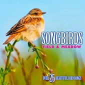 Echoes Of Nature - Calandra Lark: Song from a Single Calandra Lark, Others in the Distance