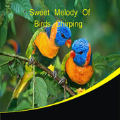 Sweet Melody of Birds Chirping