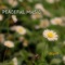 Crystal Clear - Peaceful Music Orchestra lyrics