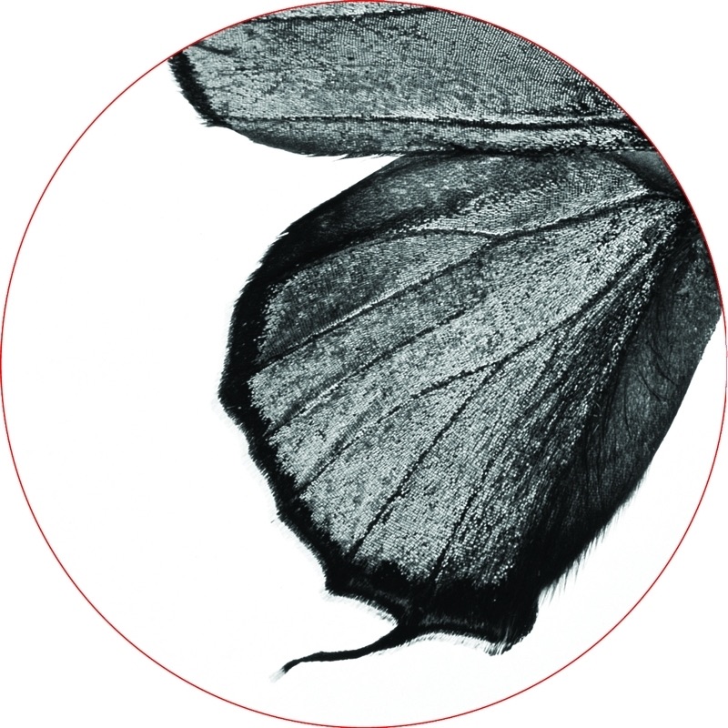 Album art for Reborn 1