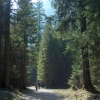 Peter Brook Beside a Brook Sounds of Nature - EP