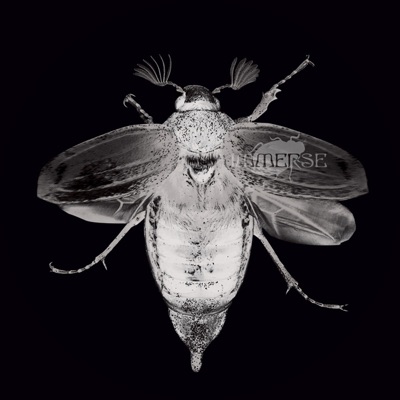 Look Into My Eyes / Roots Music - Single