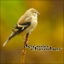 3D Songbird Environment
