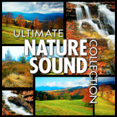 Quiet Birds In a Forest In the Azores