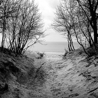 Eagle Lake Owls - Eagle Lake Owls