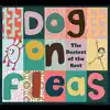 Dog on Fleas