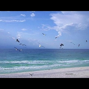 Please Save Our Beachs - Single