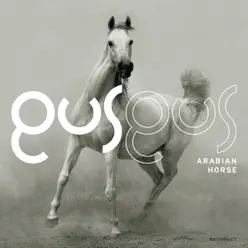 Arabian Horse - Gus Gus Arabian Horse - Gus Gus