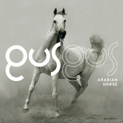 Arabian Horse - Gus Gus Arabian Horse - Gus Gus