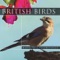 British Birds - Mistle Thrush Bird Sounds - Global Journey lyrics