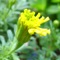 Feeling - Yellow - Daniel Slabodar lyrics