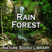 Essential Peace of Forest Rain for Wellness and Inner Strength