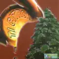  - Ti citron