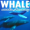 Whale Sounds & Harmony