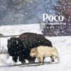 The Forgotten Trail (1969-74) - Poco