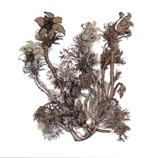 Cheval de Frise - Fresques sur les parois secrètes du crâne