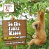 Funky Gibbon