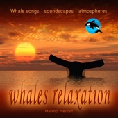 Hanno Herbst - Gray Whale Relaxation