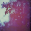 KIRITO - Cherry Trees