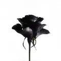 Its Better To Have Loved (Guy Sigsworth Mix)