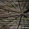 Sounds from the Ground - Bunches