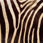 Dancing Zoo
