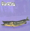 Apulanta - Anna mulle piiskaa artwork