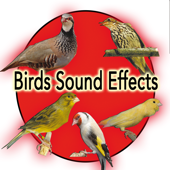 Birds and Nature Sound Effects: Partridge, Spanish Timbrado Canary, Goldfish, thrush, Roller - Nature Sound Effect