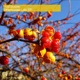 Bittersweet Life EP