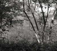 M. Ostermeier - Harp