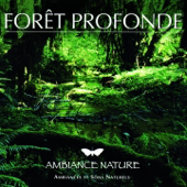 Ambiance Nature Foret Profonde
