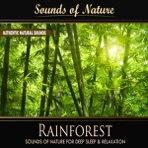 Rainforest (Nature Sounds) - Single