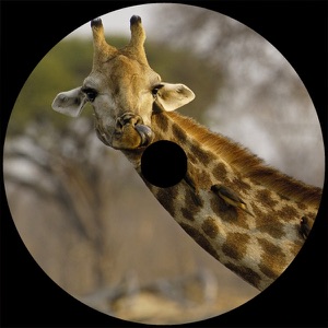 Safari - EP