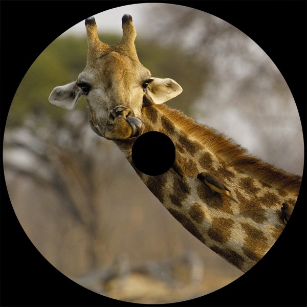 Safari - EP
