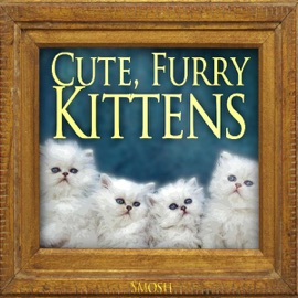Cute Furry Kittens Smosh