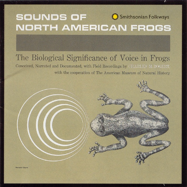 Mating Call of Sonoran Green Toad (Bufo Retiformis)
