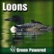 Loons (Nature Sound) - Green Powered lyrics