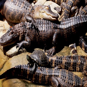 Gator Block