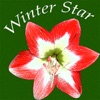 Winter Star