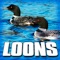 Loon Calls In the Great Outdoors - Sounds of the Earth lyrics